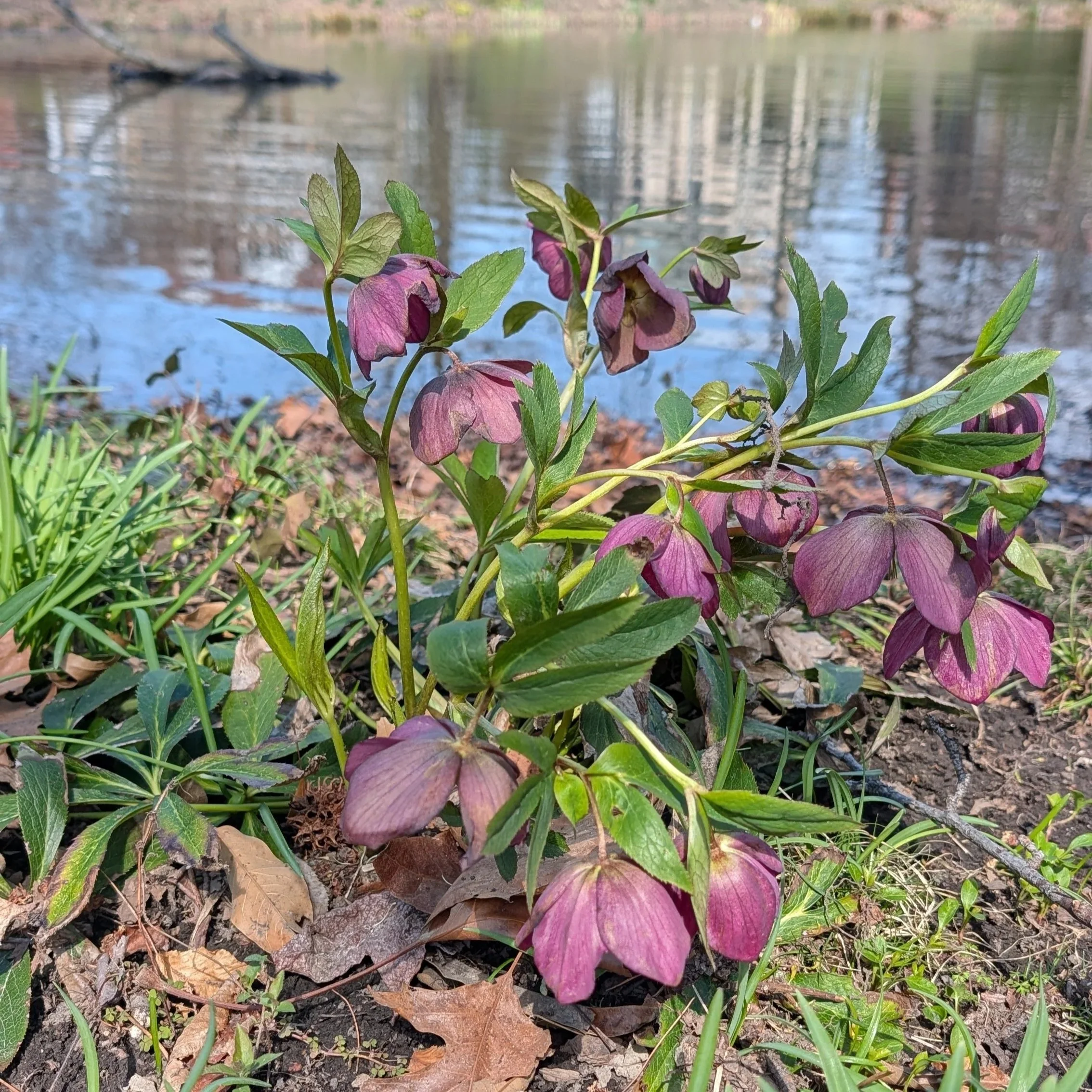 PXL_20260319_190505561.MP.jpg (Copy)