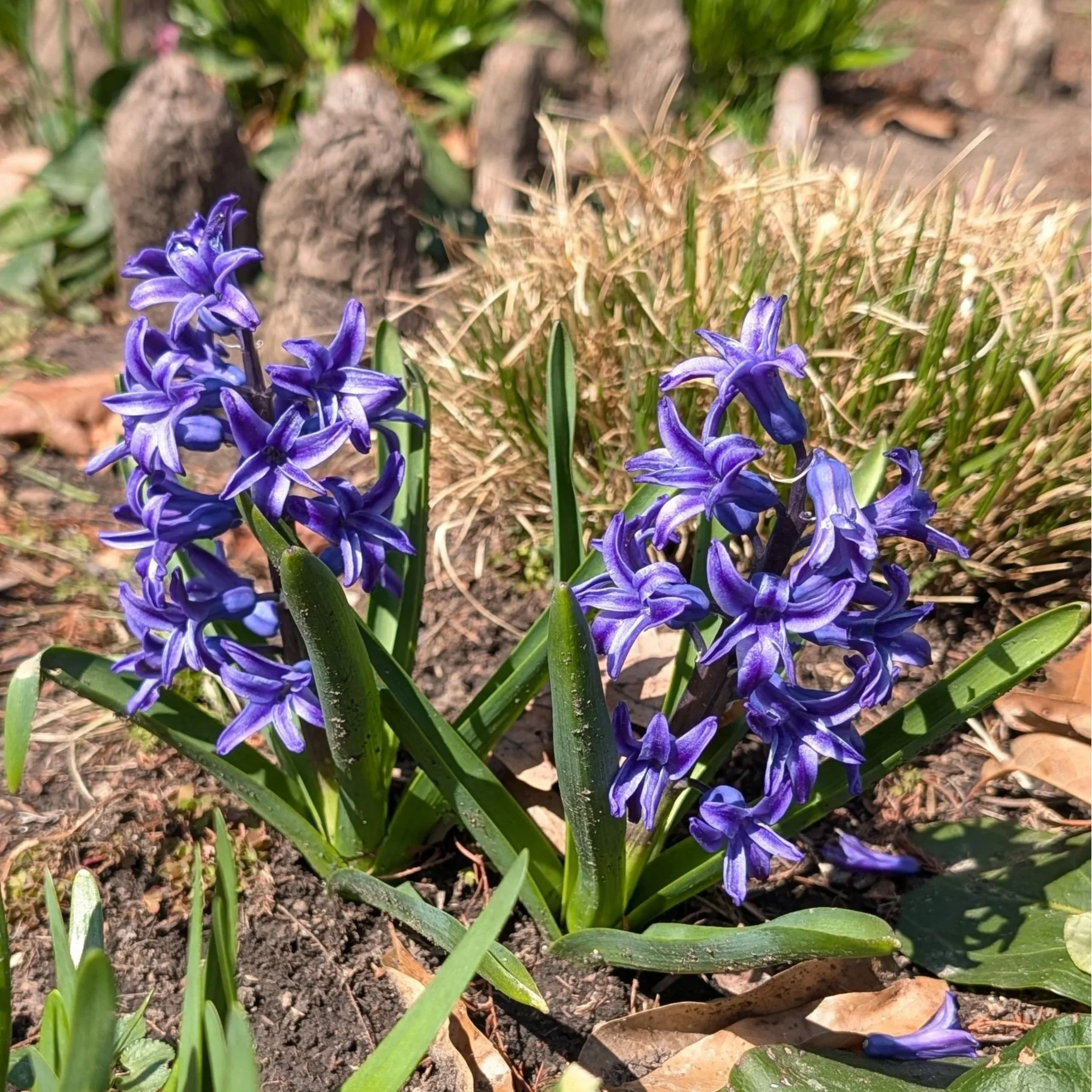 PXL_20260319_190357616.MP.jpg (Copy)