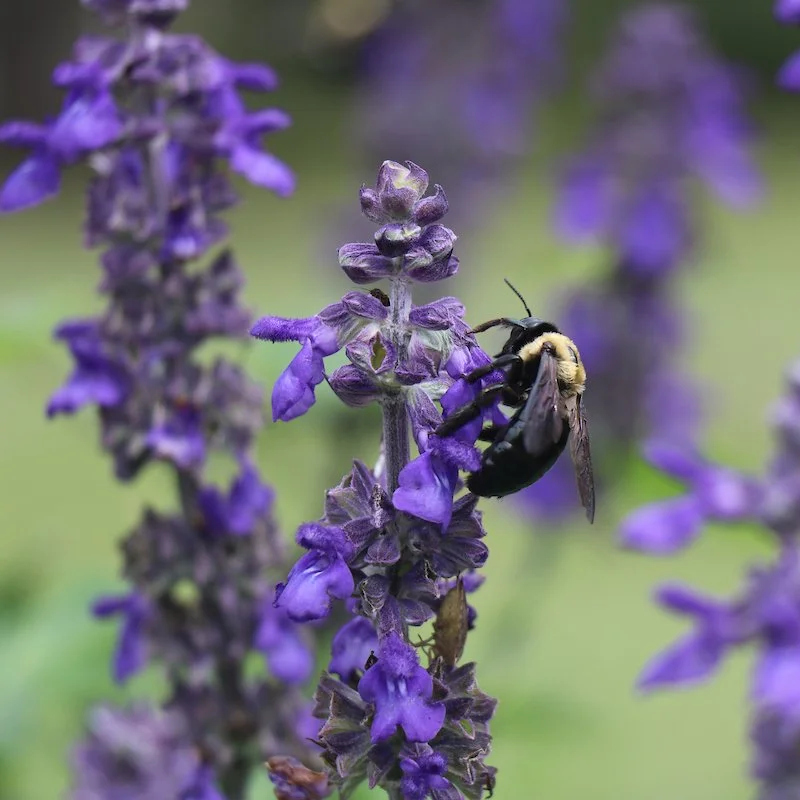 Flora Conservancy Plant Sale
