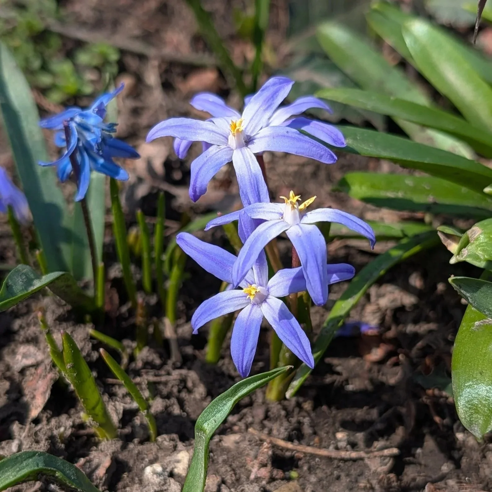 PXL_20260319_190327784.MP.jpg (Copy)