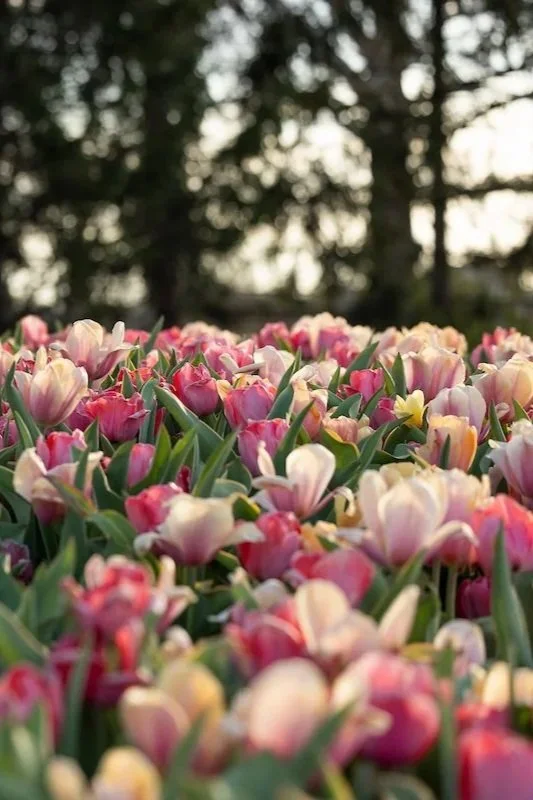 Creating Spring Splendor in Forest Park’s Landscaped Areas