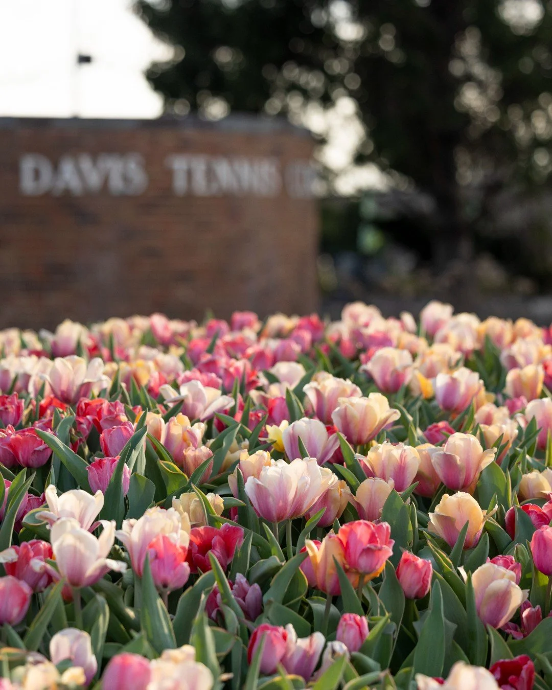 Next time you're at @dwight_davis_tennis will you please pause to appreciate our tulip display? 

Swipe for the Forest Park Forever crew planting here last fall ➡️ these blooms are just a few hundred of the over 151,600 bulbs we planted for this seas