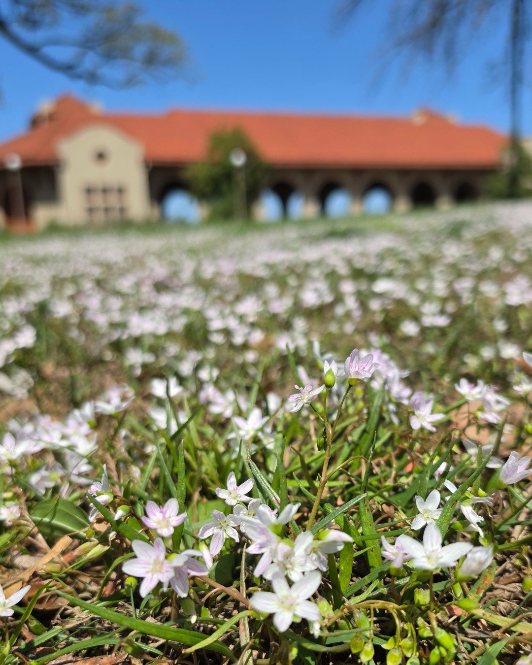 You know it's spring when these little beauties takeover. Careful when traipsing through, bees love Claytonia virginica. 🐝 

#ForestParkForever #ForestParkStL #ForestParkPic #KidsInForestPark