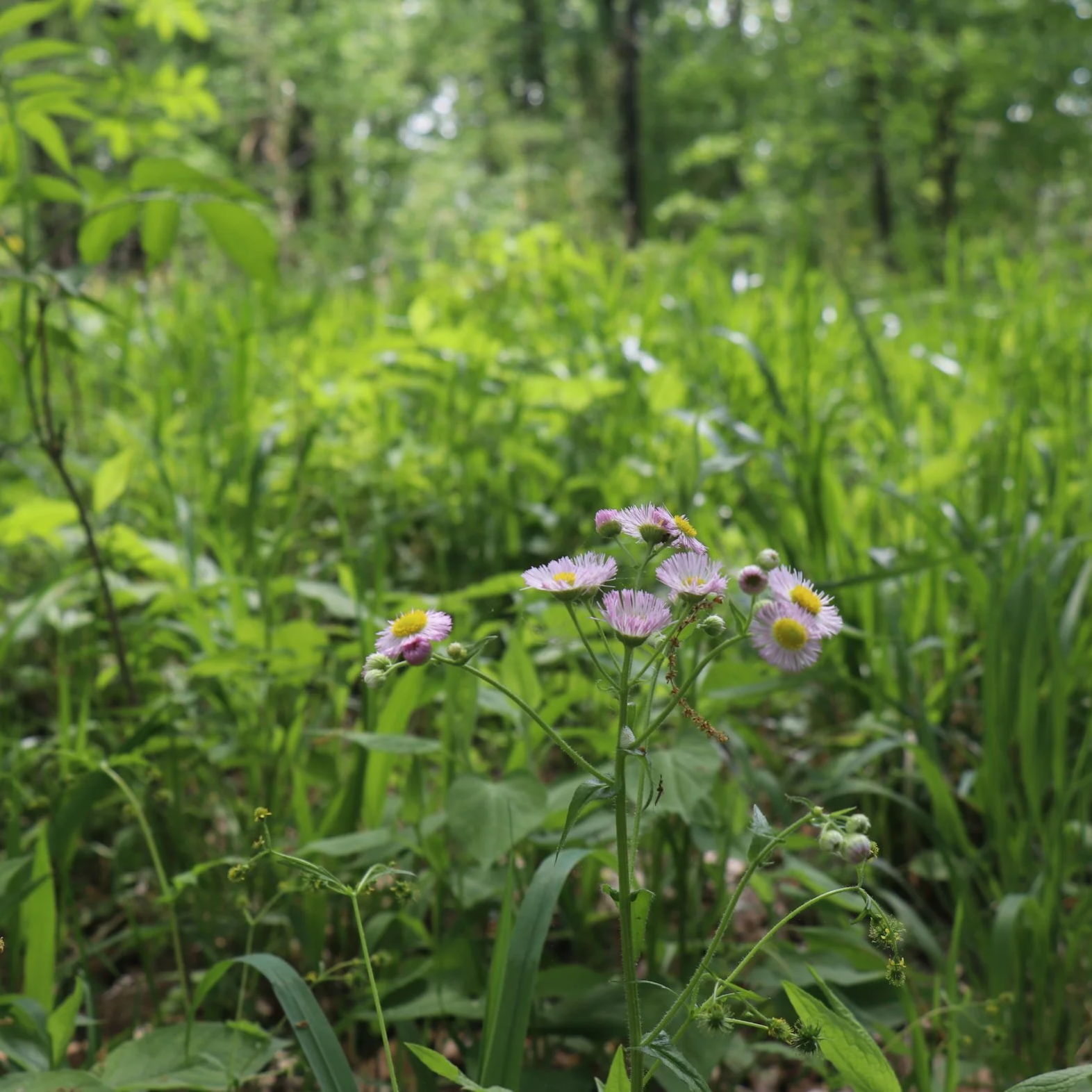 In Successional Forest, native Philadelphia fleabane (Erigeron philadelphicus) provides an early source of nectar for pollinators