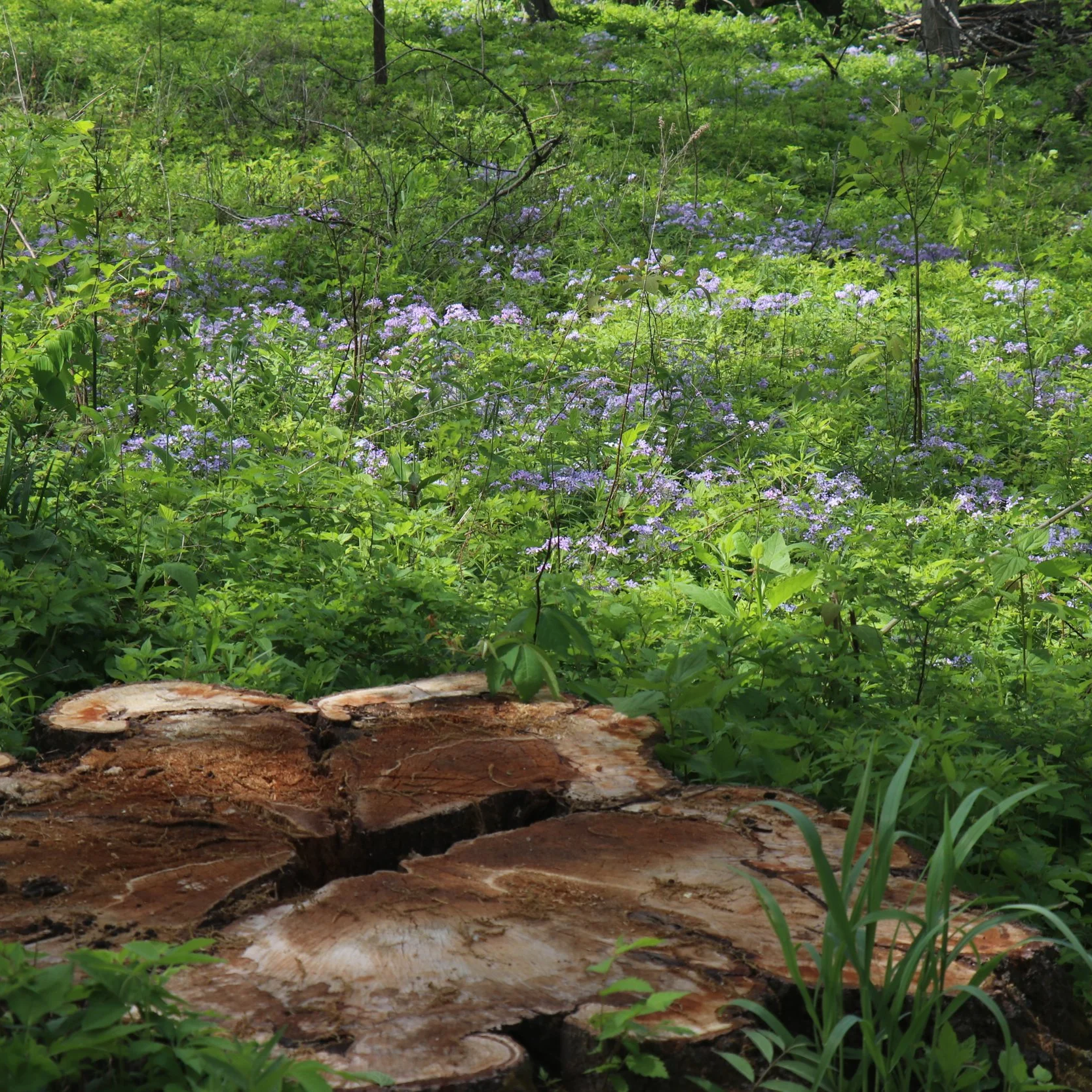 In Kennedy Forest, native blue phlox (Phlox divaricata), also known as wild sweet William, survives despite a direct hit from the May 16, 2025, tornado
