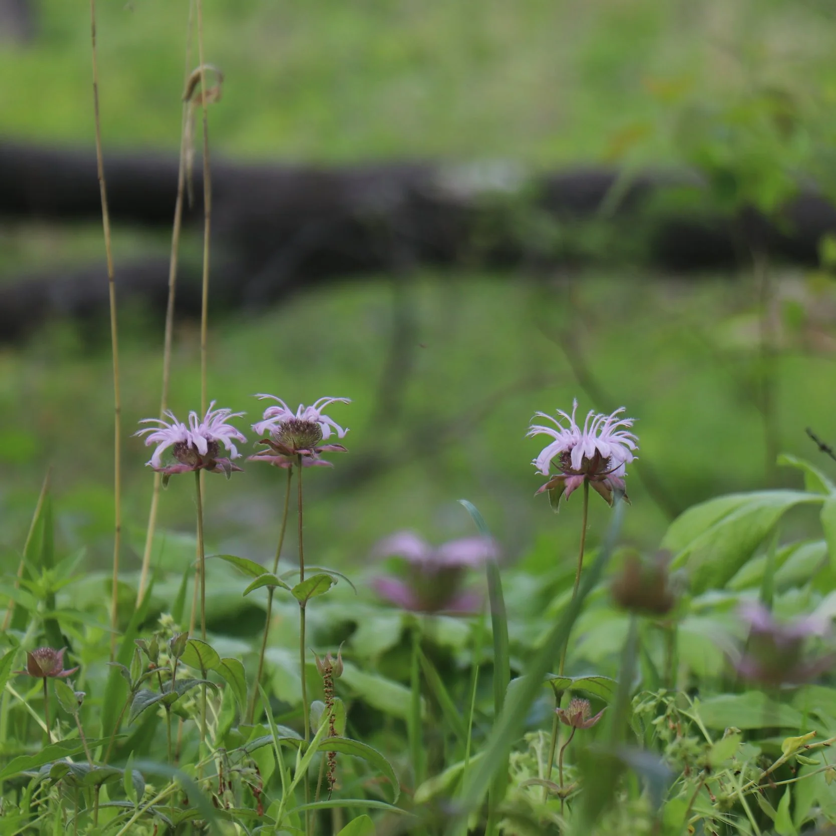  In Kennedy Forest and Savanna, native eastern beebalm (Monarda bradburiana) thrives