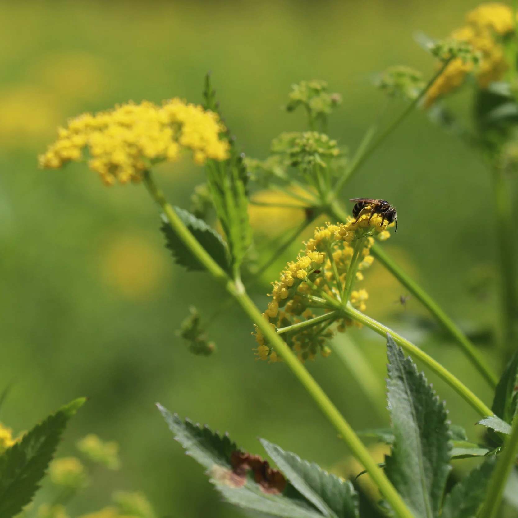In Kennedy Forest, a bee collects pollen from native perennial golden Alexander (Zizia aurea), a food plant for the larvae of the Ozark swallowtail and black swallowtail butterflies