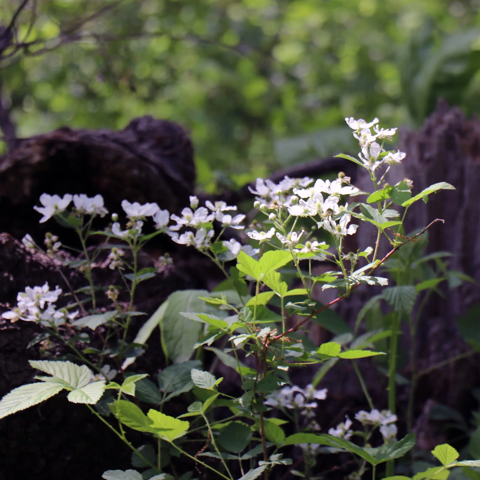 Native common blackberry (Rubus allegheniensis), also known as Allegheny or highbush blackberry, blooms throughout Kennedy Forest