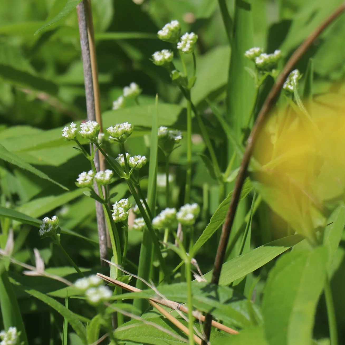 Native, endemic beaked corn salad (Valerianella radiata) blooms along Kennedy Forest trails