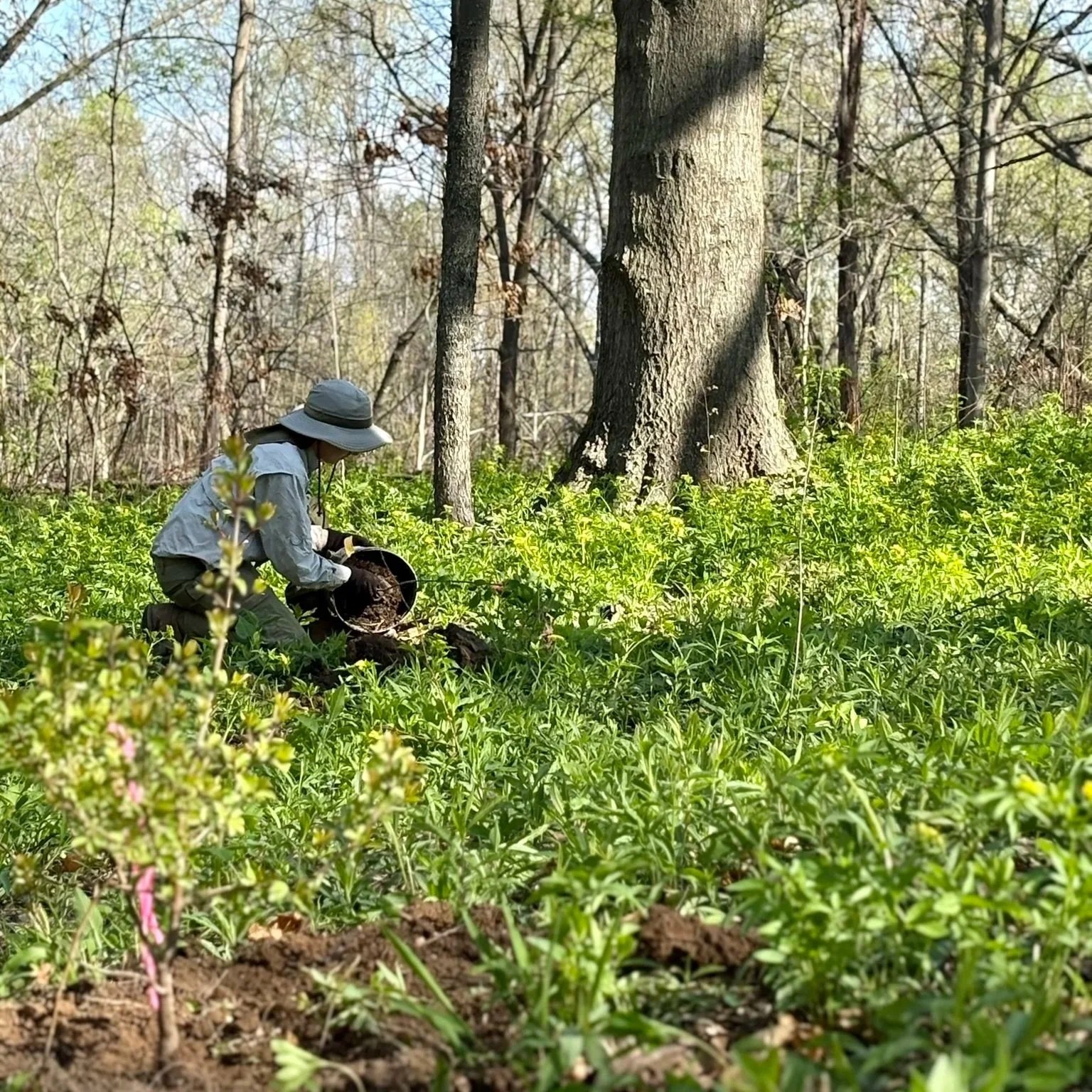 Forest Park Forever team members and volunteers planted 200 trees donated by the Webster Groves Rotary Club in Successional Forest on April 1 and 2, 2026
