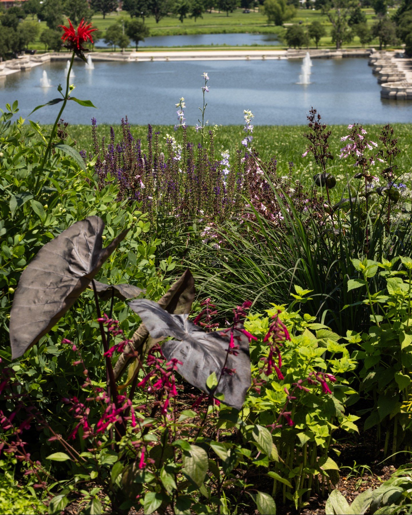 We love Forest Park, forever, of course we're going to dedicate this entire post to the plants on top of Art Hill.

#ForestParkForever #ForestParkStL #ForestParkStLouis #ForestPark #ForestParkPic #KidsInForestPark