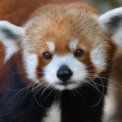 Celebrate the Saint Louis Zoo