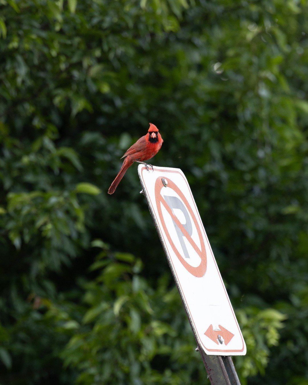 There is no Beginner Bird Walk in Forest Park this month. But the chances of spotting a bird anyway are pretty high.

The Dennis and Judith Jones Visitor &amp; Education Center is open today, July 3, with regular hours (6 a.m. until 8 p.m.) 

The For