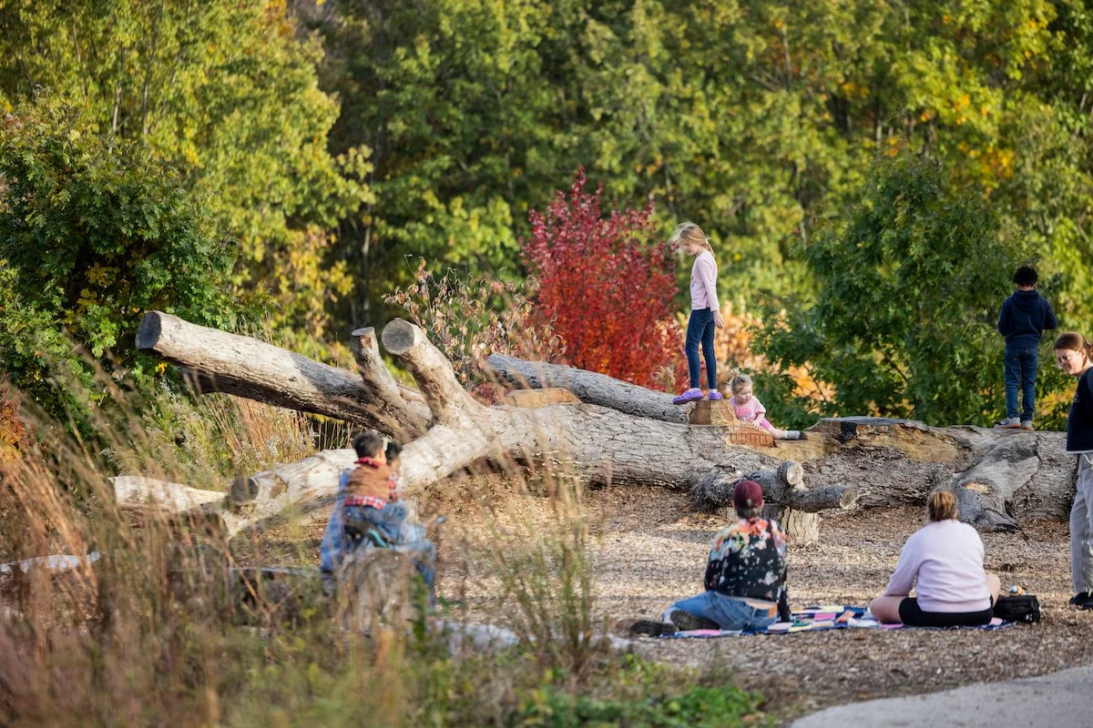 Salvaged logs create natural jungle gyms