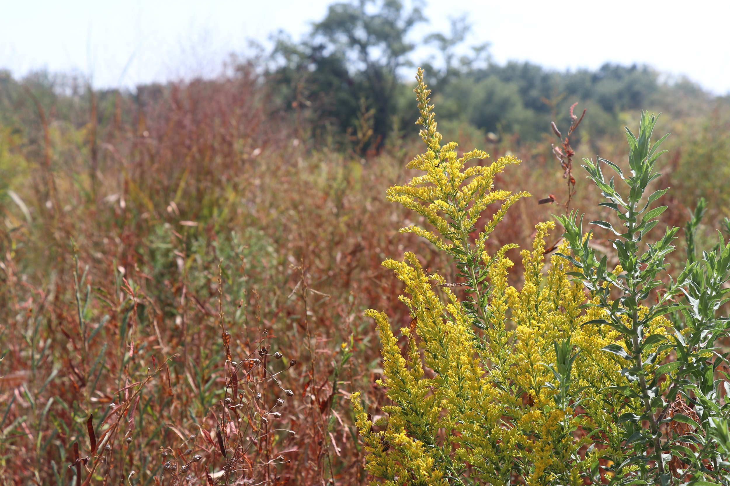 The Playscape provides habitat for native and migratory species
