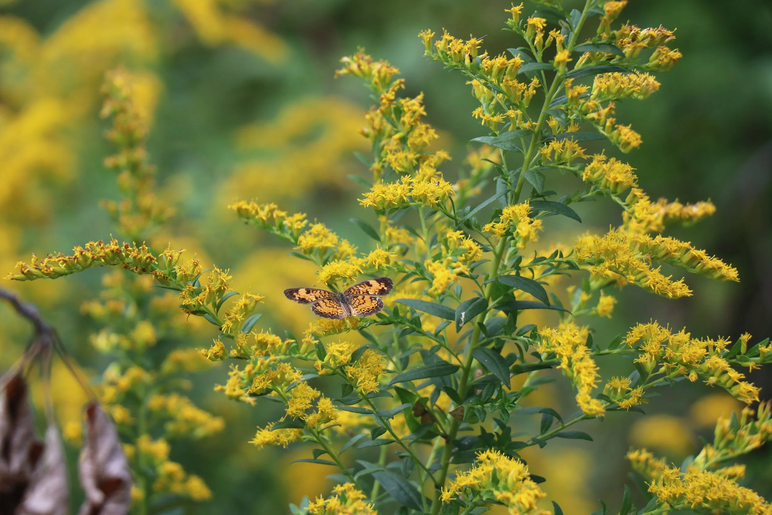 The Playscape provides habitat for native and migratory species