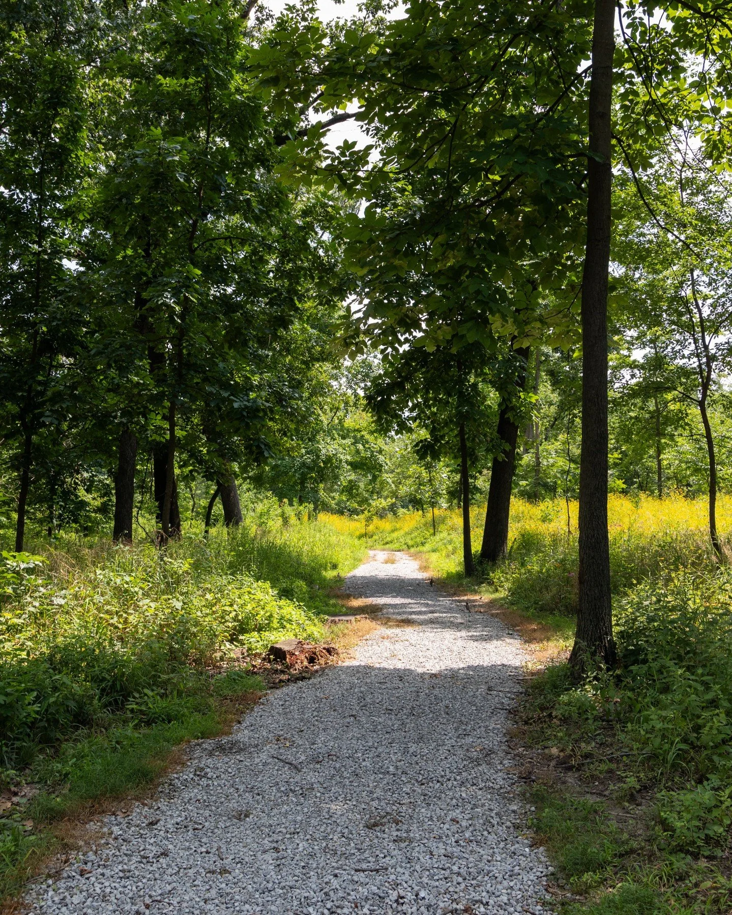 Have you noticed both hard and soft surfaced pathways in Forest Park? ➡️

The soft gravel surface is meant to accommodate visitors traveling at a slower velocity on their heels like walkers or joggers. 

The hard surface is intended for those on whee