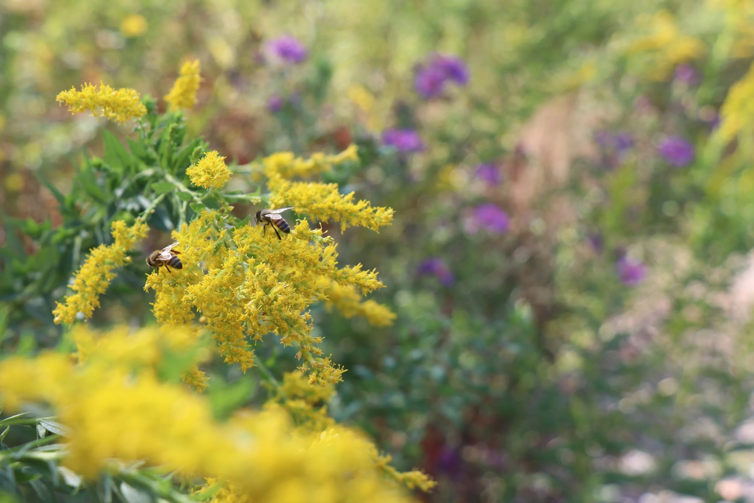  Asters and goldenrods paint the Nature Playscape purple and yellow in early fall. 