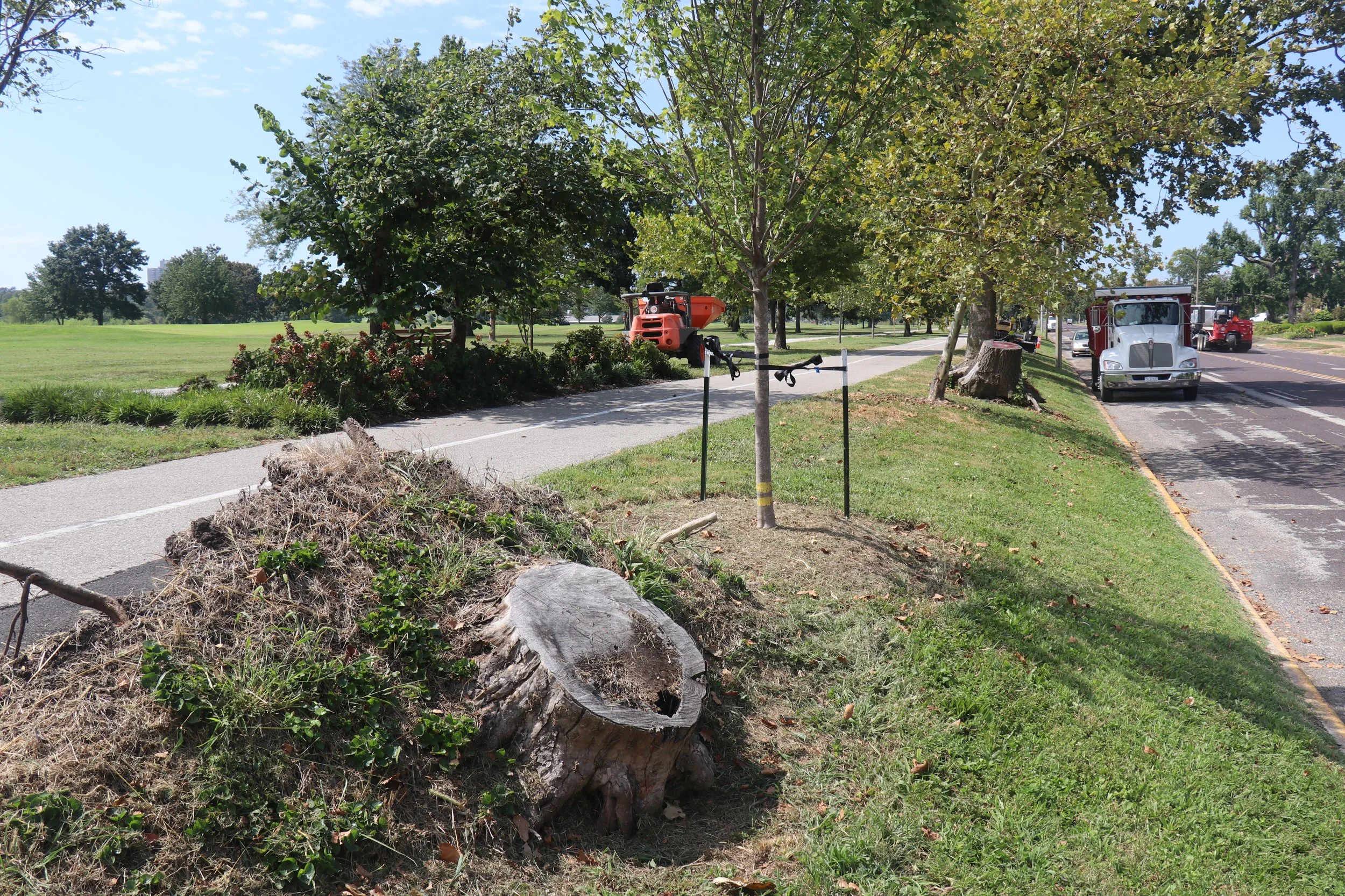  Stump removal continues along Lindell Boulevard. 