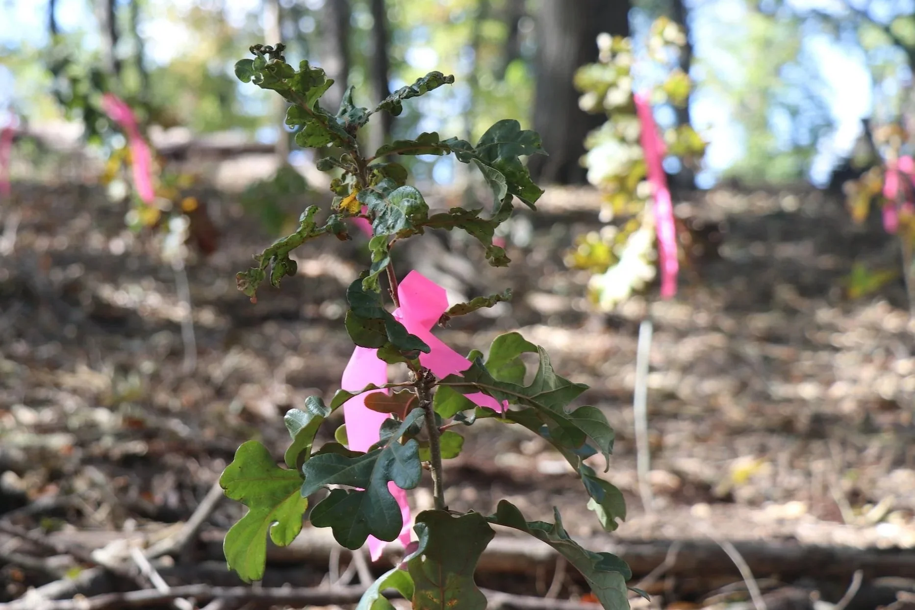  Hundreds of trees, mainly native oaks, were planted during last year’s Forest Restoration Day. 