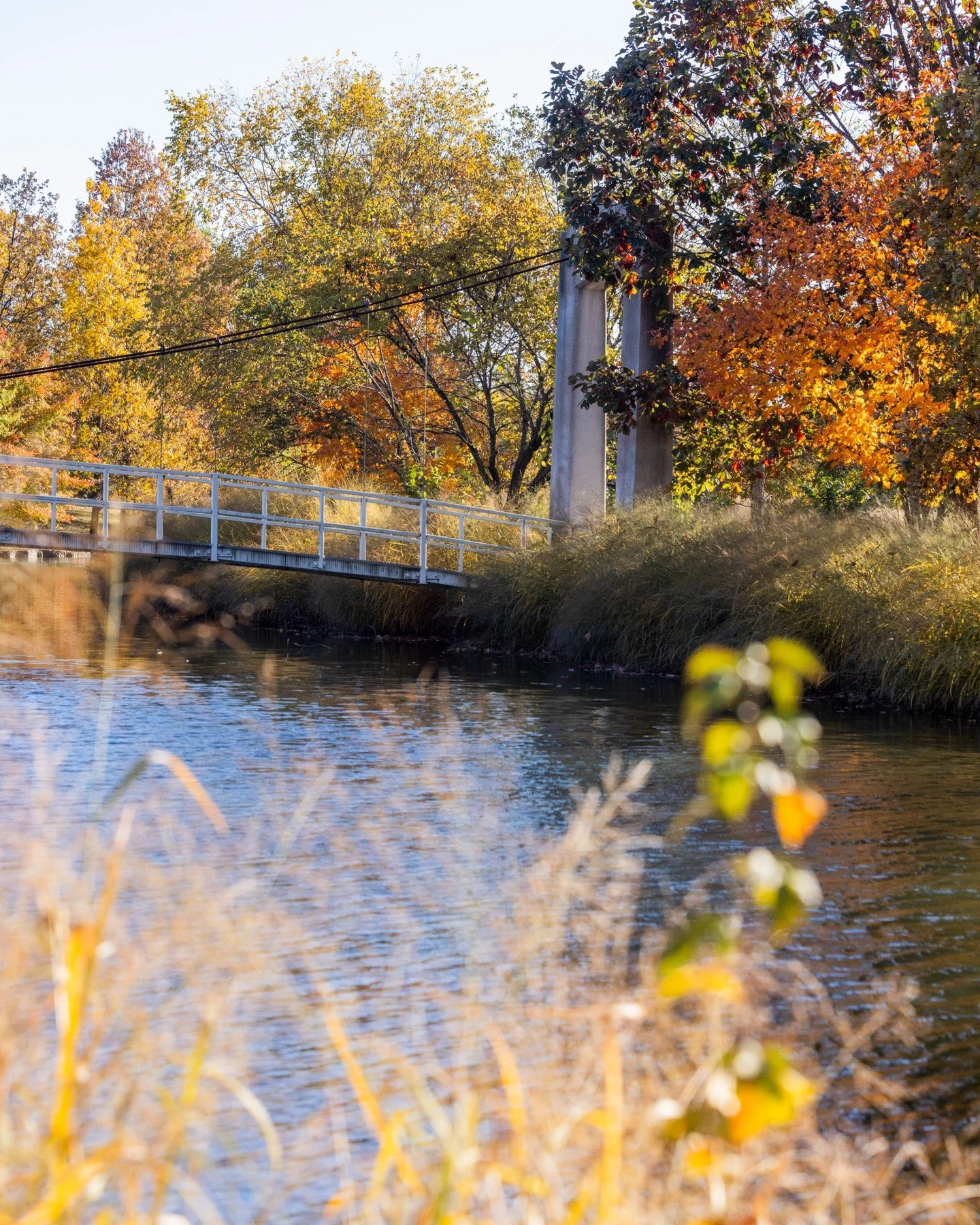 When will Forest Park look like this?

Autumn has arrived! As the weather fluctuates, those who live for a fall display are excited for leaf colors to change. 🍁

Our Conservation Arborist shares updates on post-tornado tree planting and his predicti