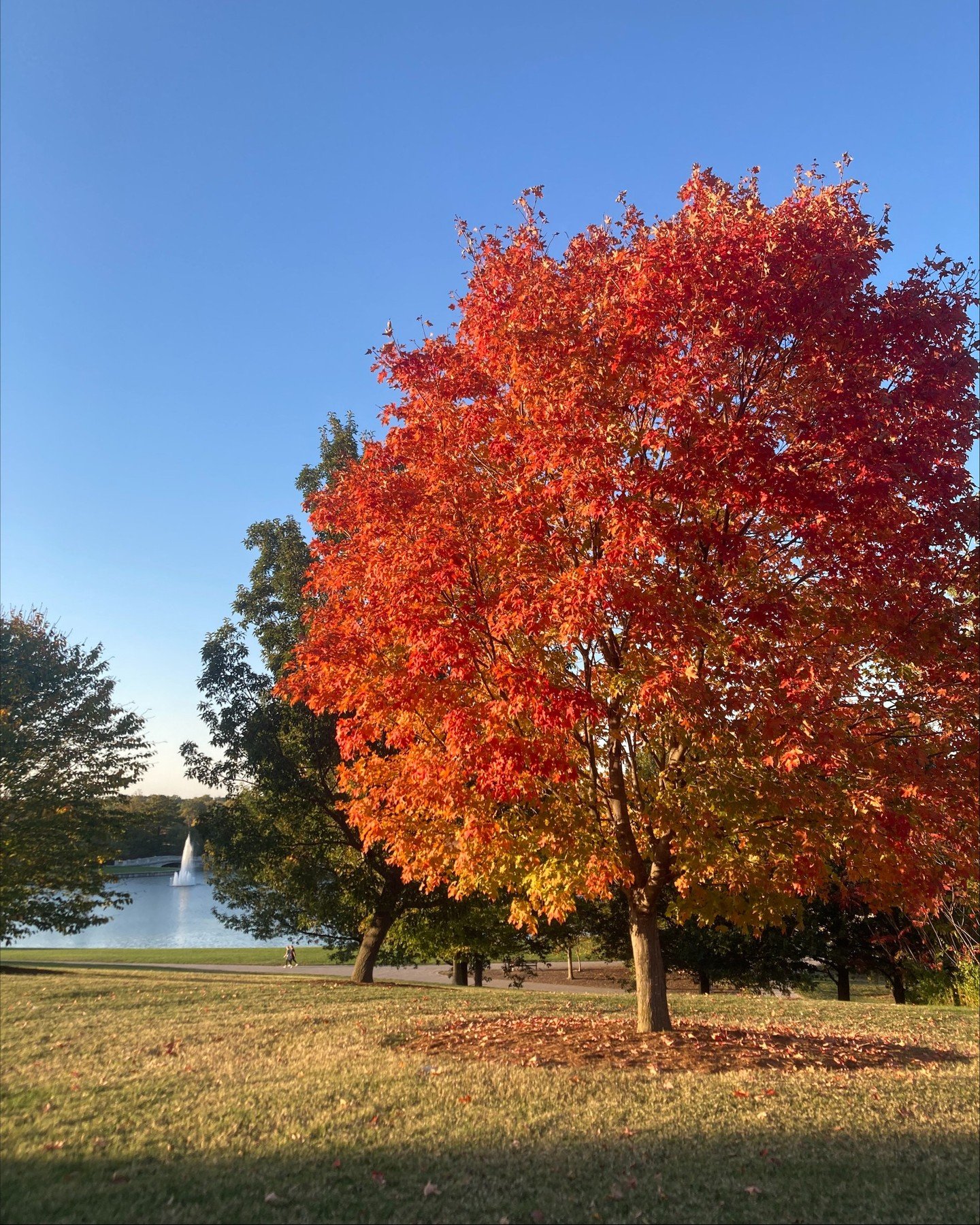 Give a Tribute Tree in Forest Park 🌲

🍁 Dedicating a tree is a unique way to celebrate a loved one or honor a memory.

🌳 Tribute trees have been planted within areas of Forest Park we maintain for at least two years. We do not dedicate new tree pl