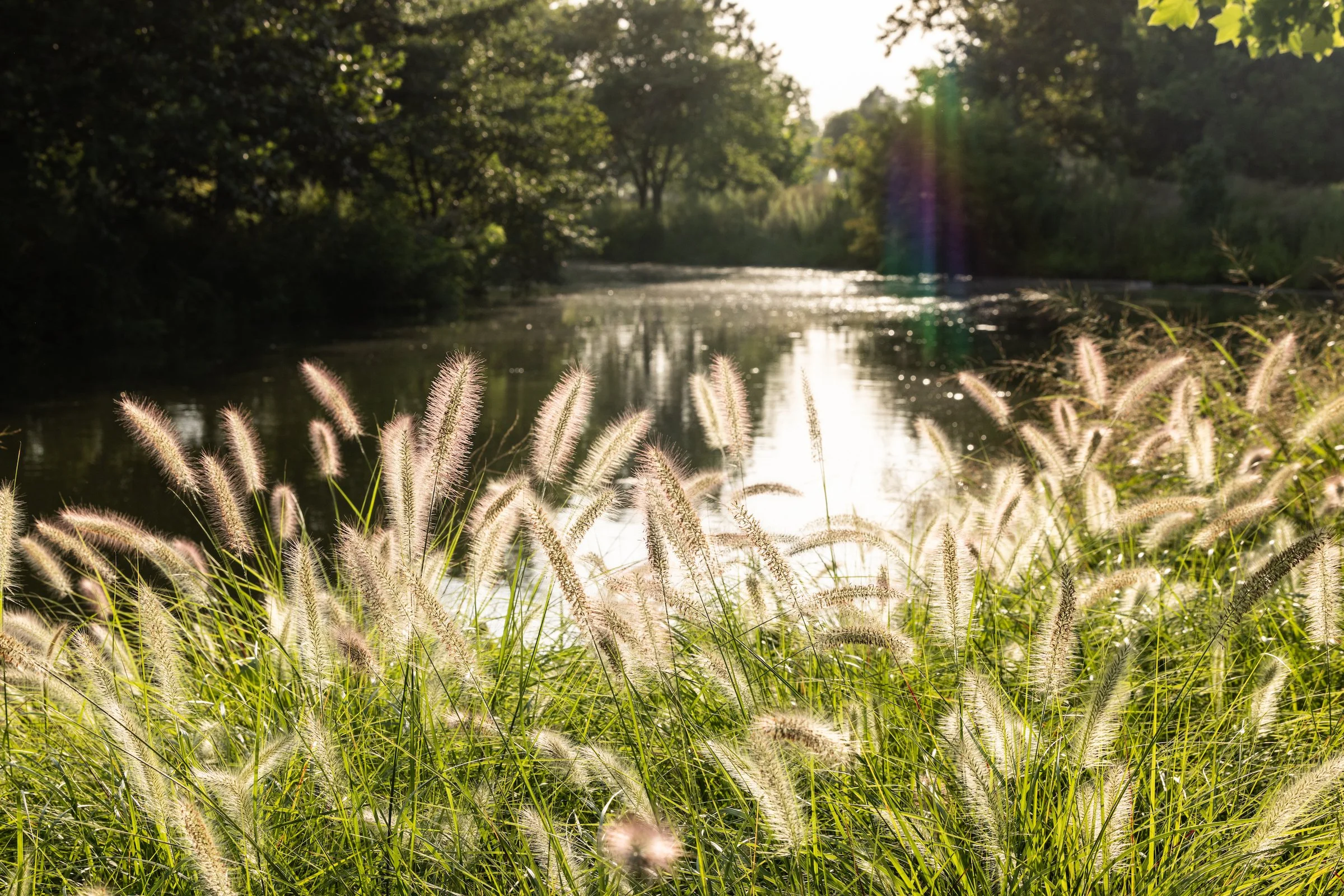 Photograph of the Taylor Kindle River in the background with grasses in the foreground