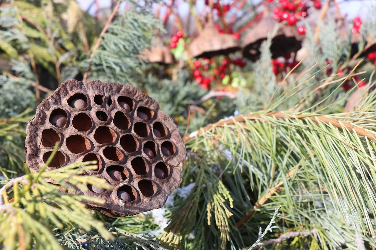 Photo showing details of a winter display at Jefferson Lake with greenery, red berries and seed pods