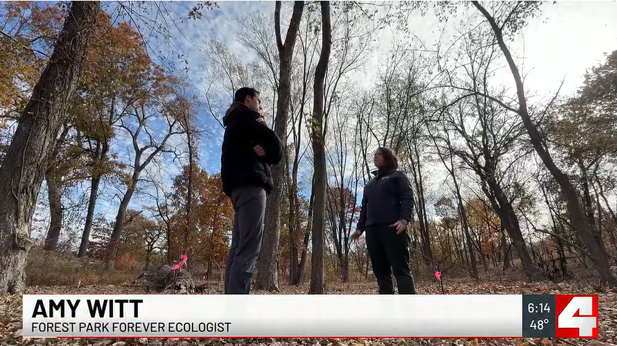 Screenshot of KMOV reporter Cameron Bopp interviewing Amy Witt in Successional Forest in Forest Park
