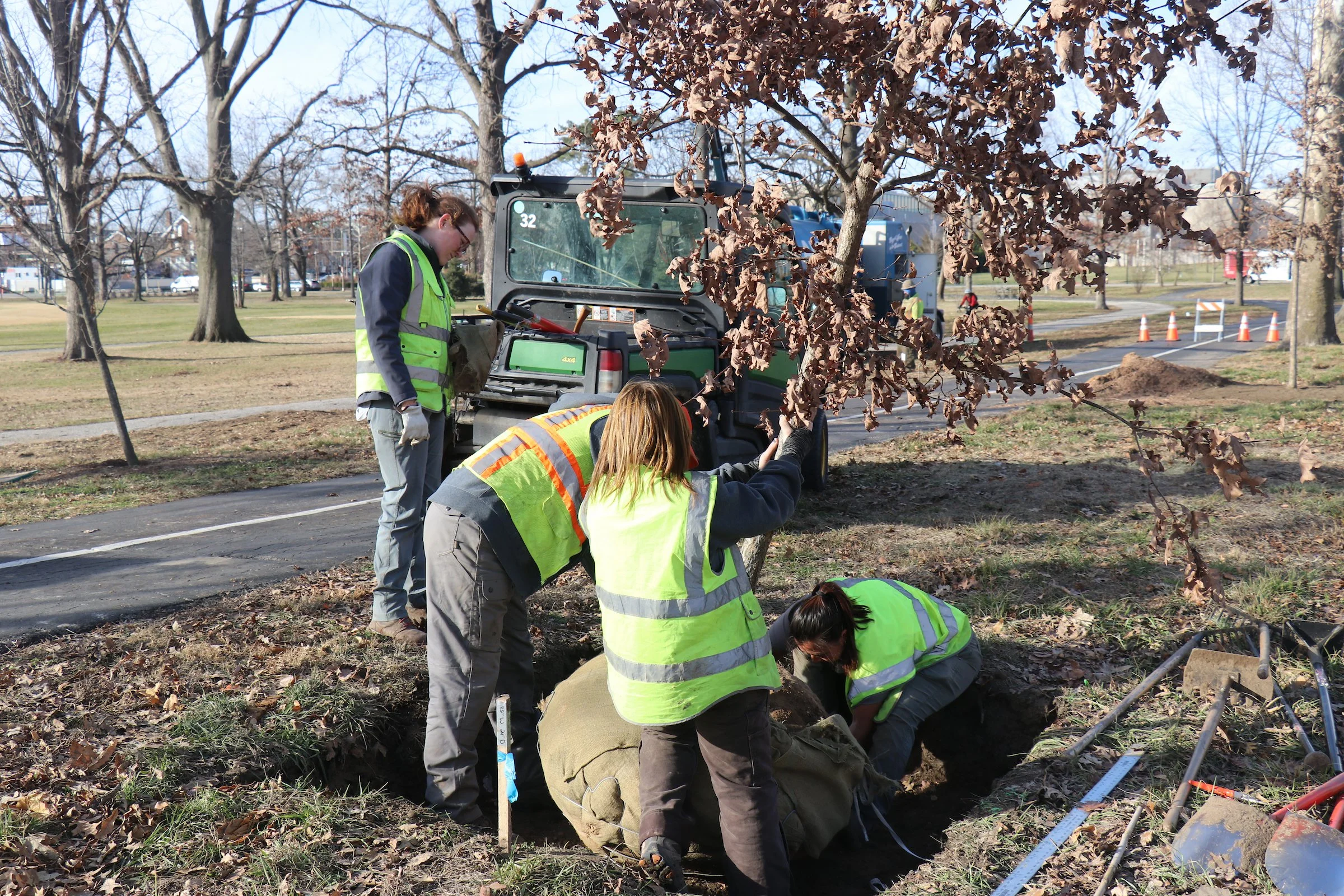 Four members of Forest Park Forever's arbor team plant a new tree in a tornado-damaged section of Forest park.