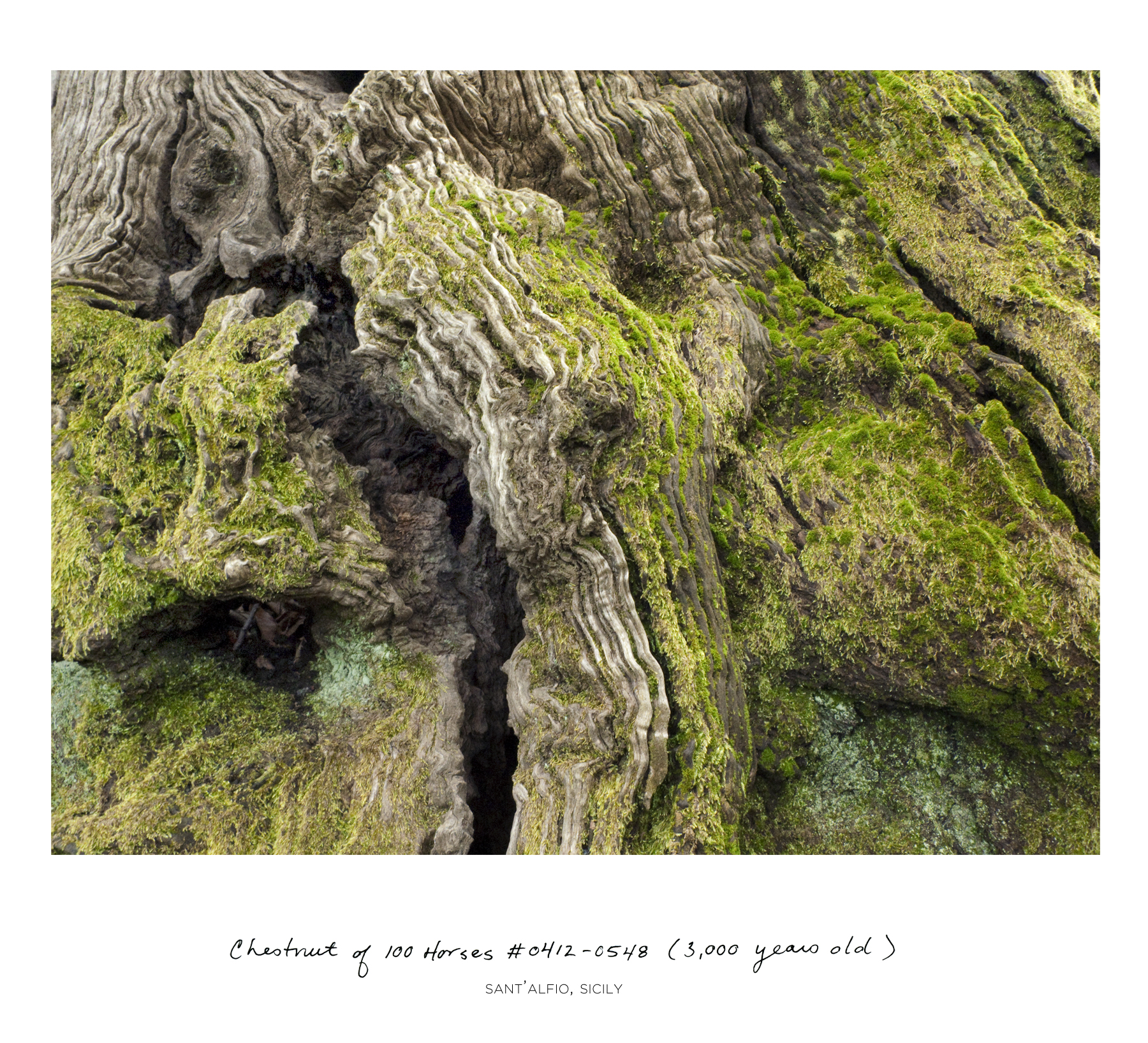 sussman_chestnut_0412_detail_Moss.jpg