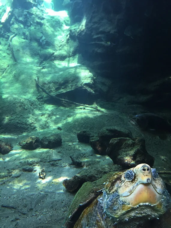 turtle-flint-riverquarium.jpg