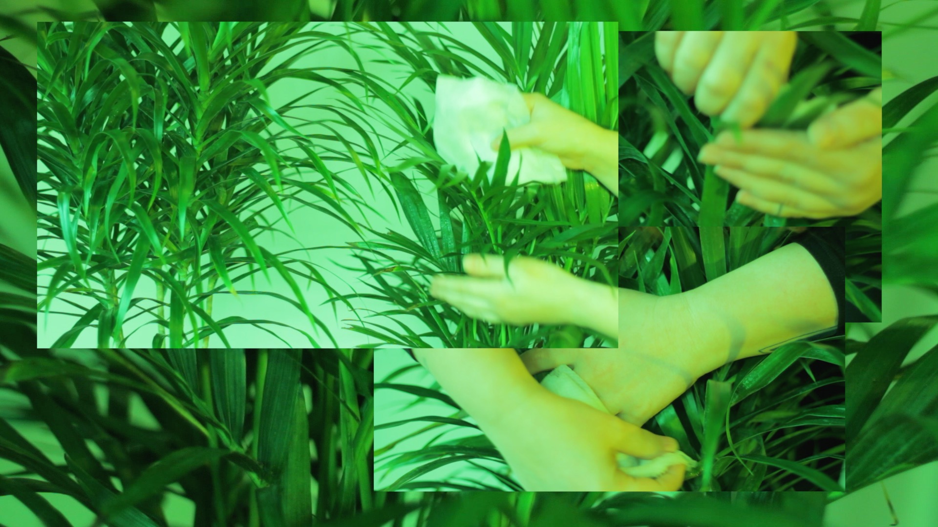 Acosta-Palm-Hands-Collage-3.jpg