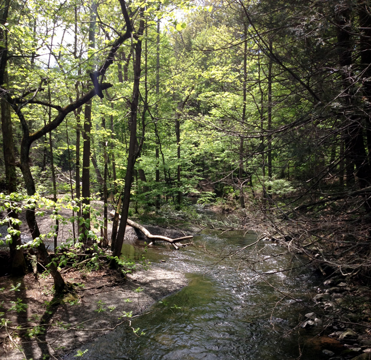 black-creek-preserve-kingston-weekender-ny-3.jpg