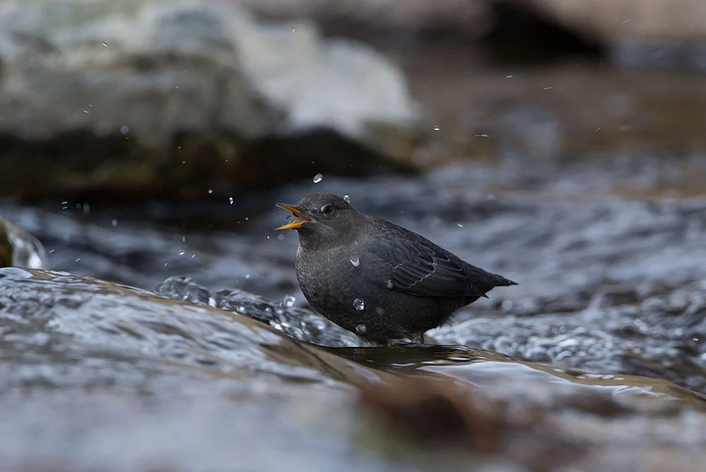 Ameican-Dipper_9323.jpg
