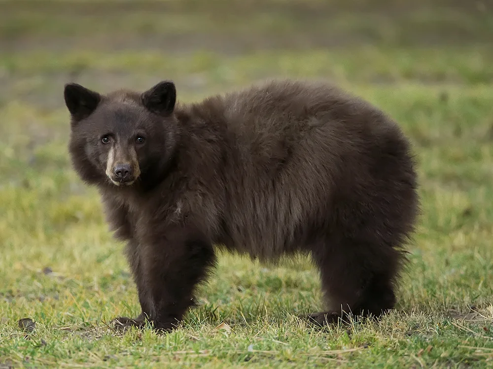 This cub was born in February and is one of six (2013) cubs roming the Mammoth Lakes area. Somehow in 2013 this little guy lost his mother and will be braving his first winter, alone. 