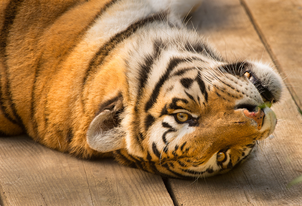 Tiger_laydown.jpg