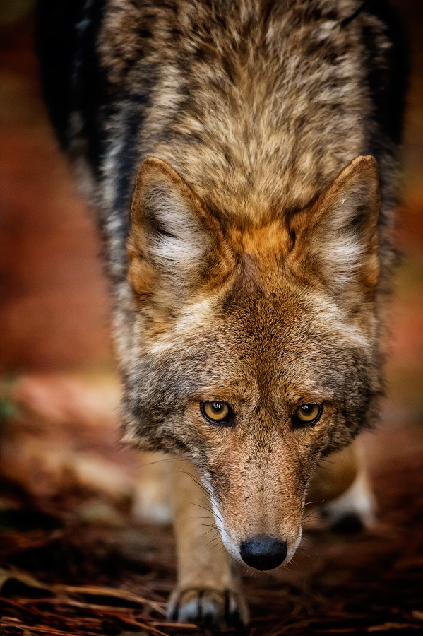 Coyote, Yosemite Valley, California. ©Terry VanderHeiden 2016