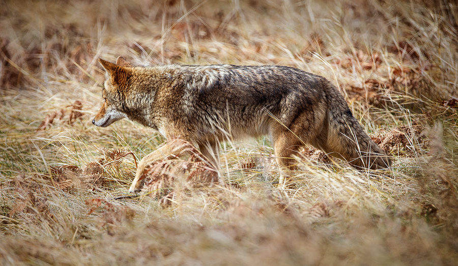 Coyote hunting for food, Yosemite Valley, California. ©Terry VanderHeiden 2016