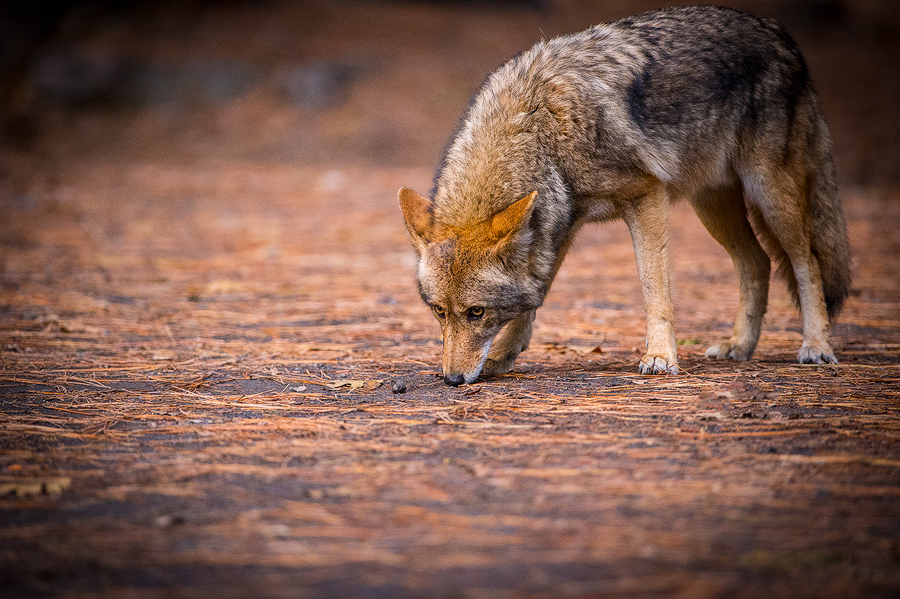 Coyote, Yosemite Valley, California. ©Terry VanderHeiden 2016