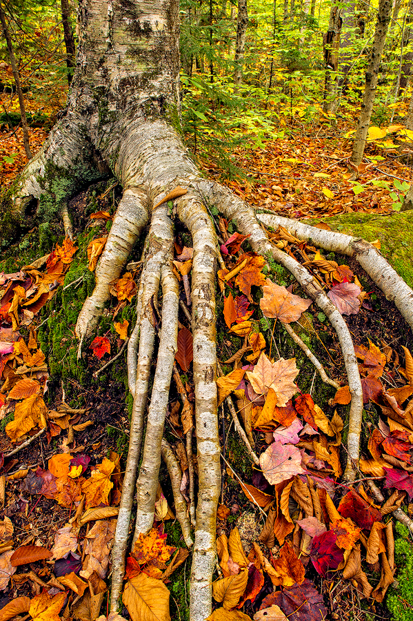 This image caught my eye as it kind of looked like a creepy hand stretching into the leaves. 