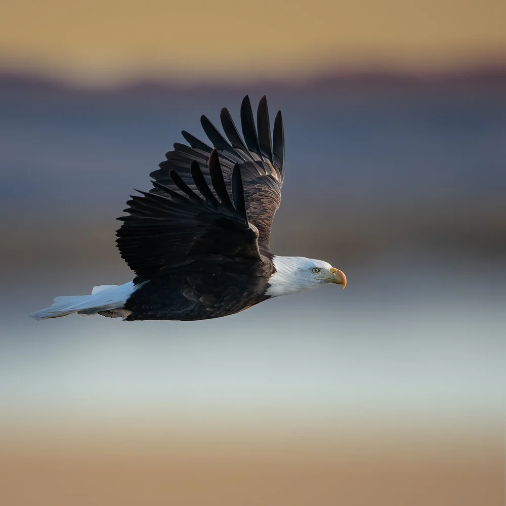 Episode 0001 Finding Raptors — ImageLight