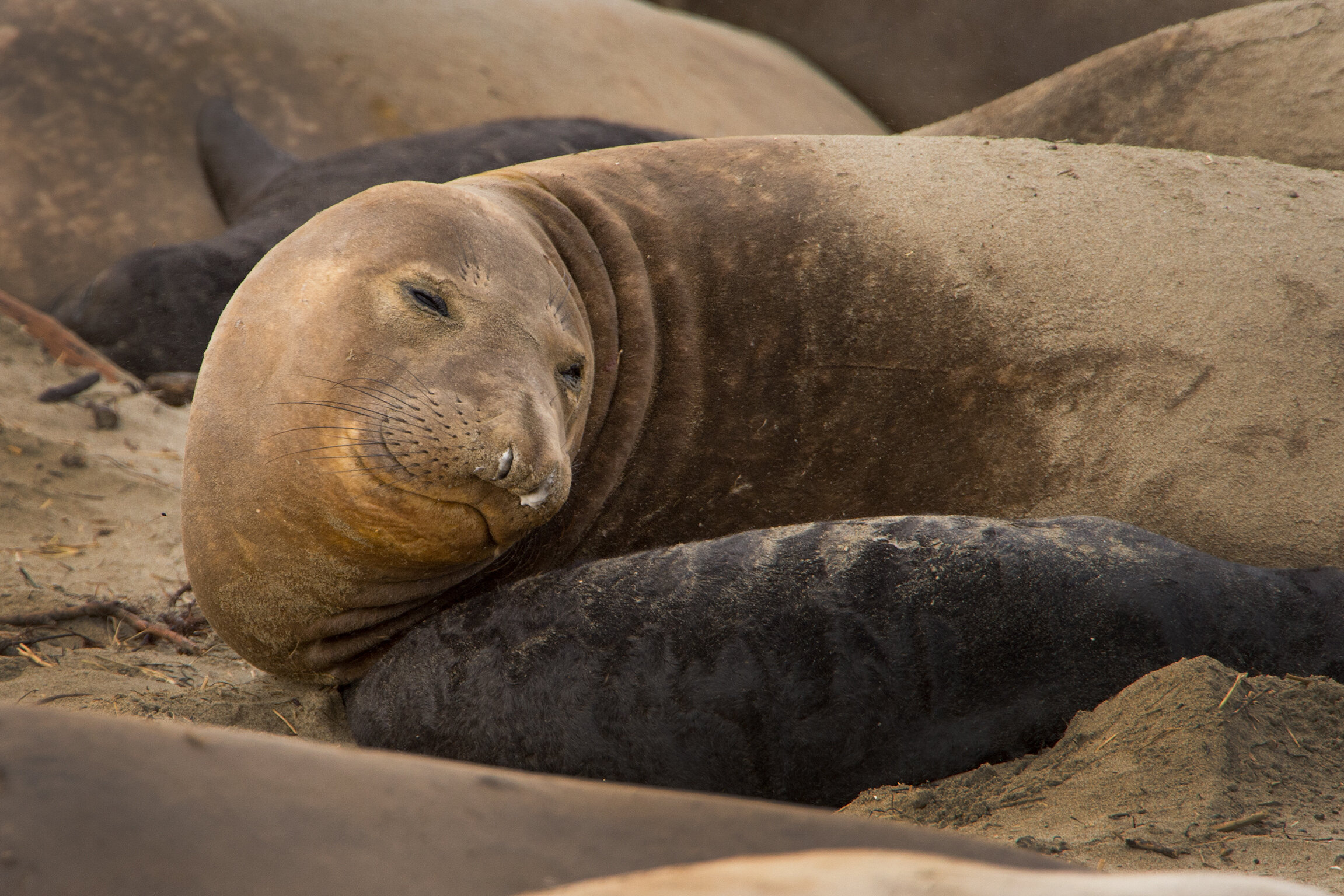 San Francisco - Fisherman's Wharf: Sea Lions at Pier 39