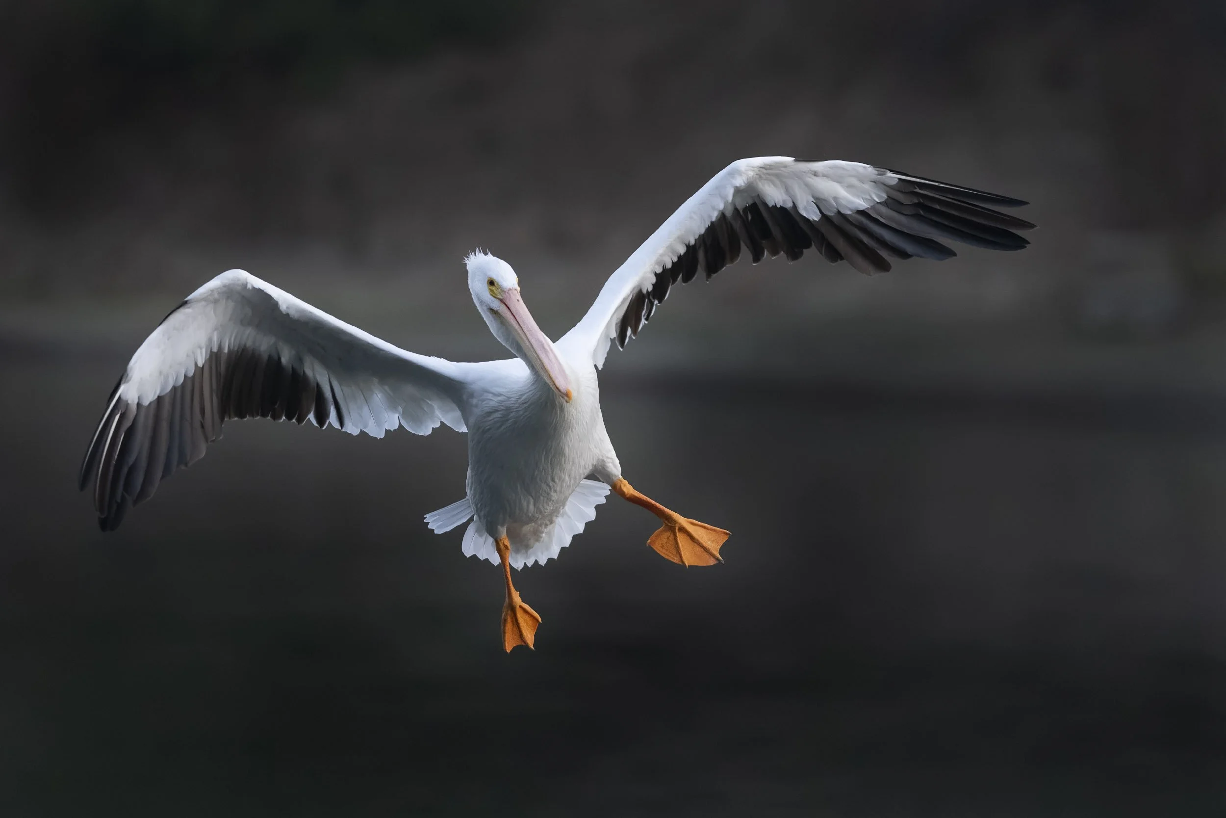 American_White_Pelican_3345-Edit-Edit.jpg