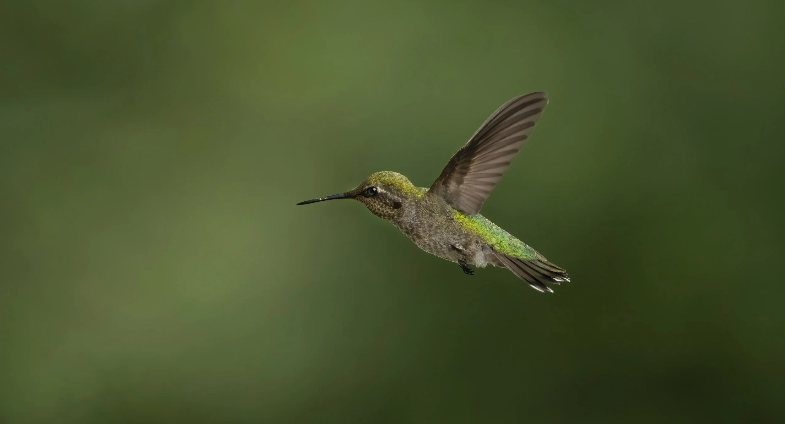 Anna_Hummingbird_7931-Edit-Edit.jpg