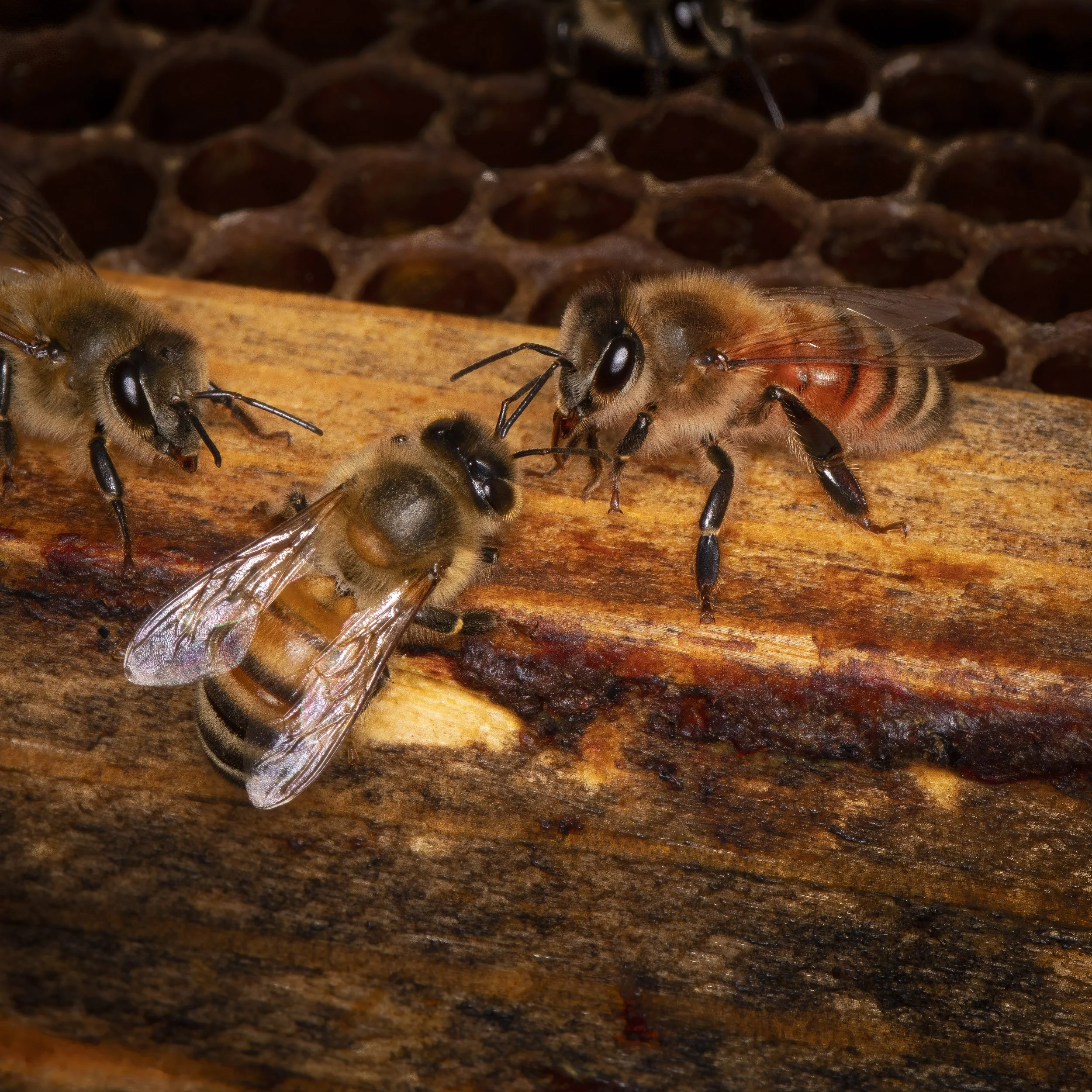 bees_6241-Edit-Edit.jpg