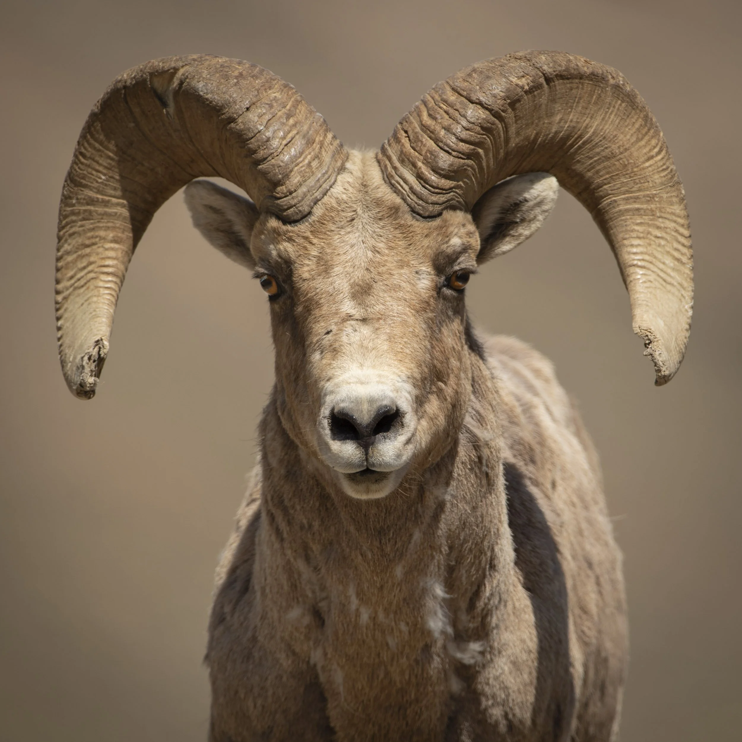 Bighorn_0839-Edit-Edit.jpg