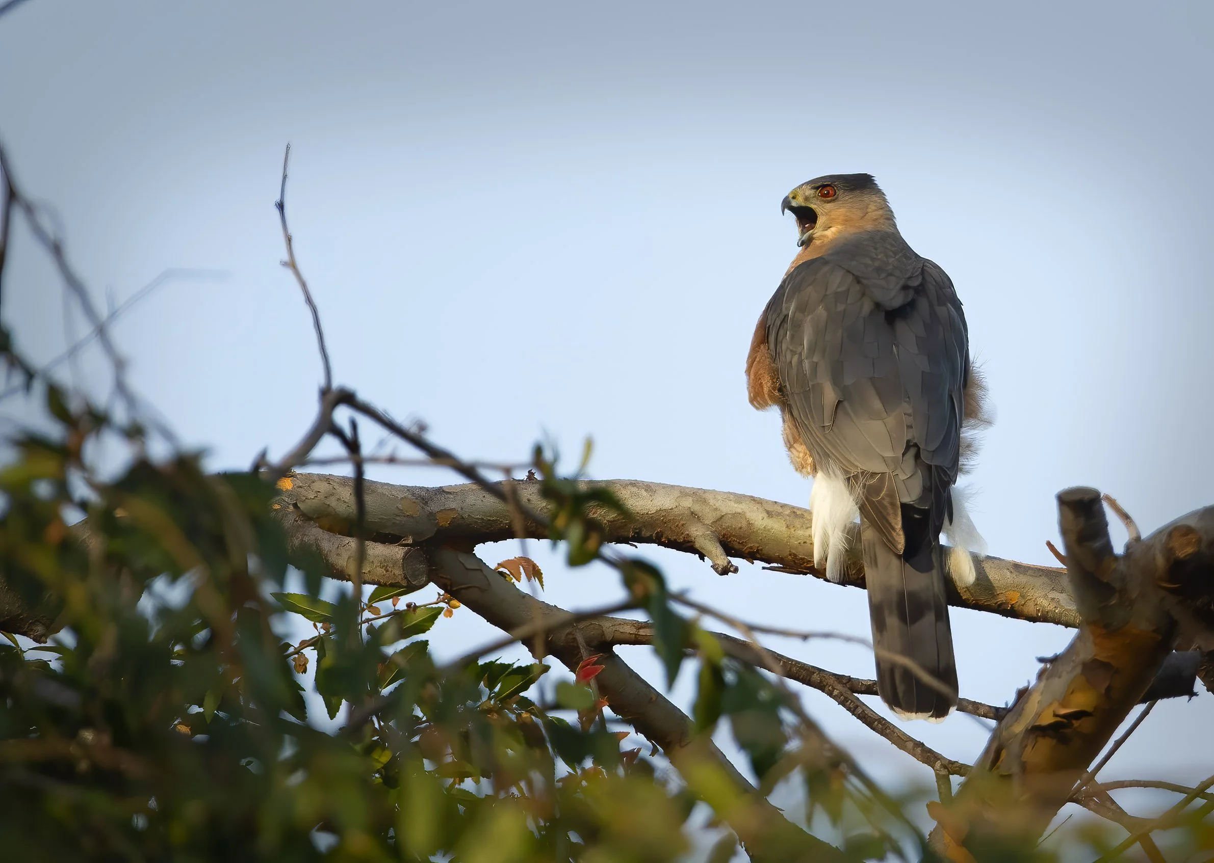 Coopers_Hawk_3983-Edit-Edit.jpg