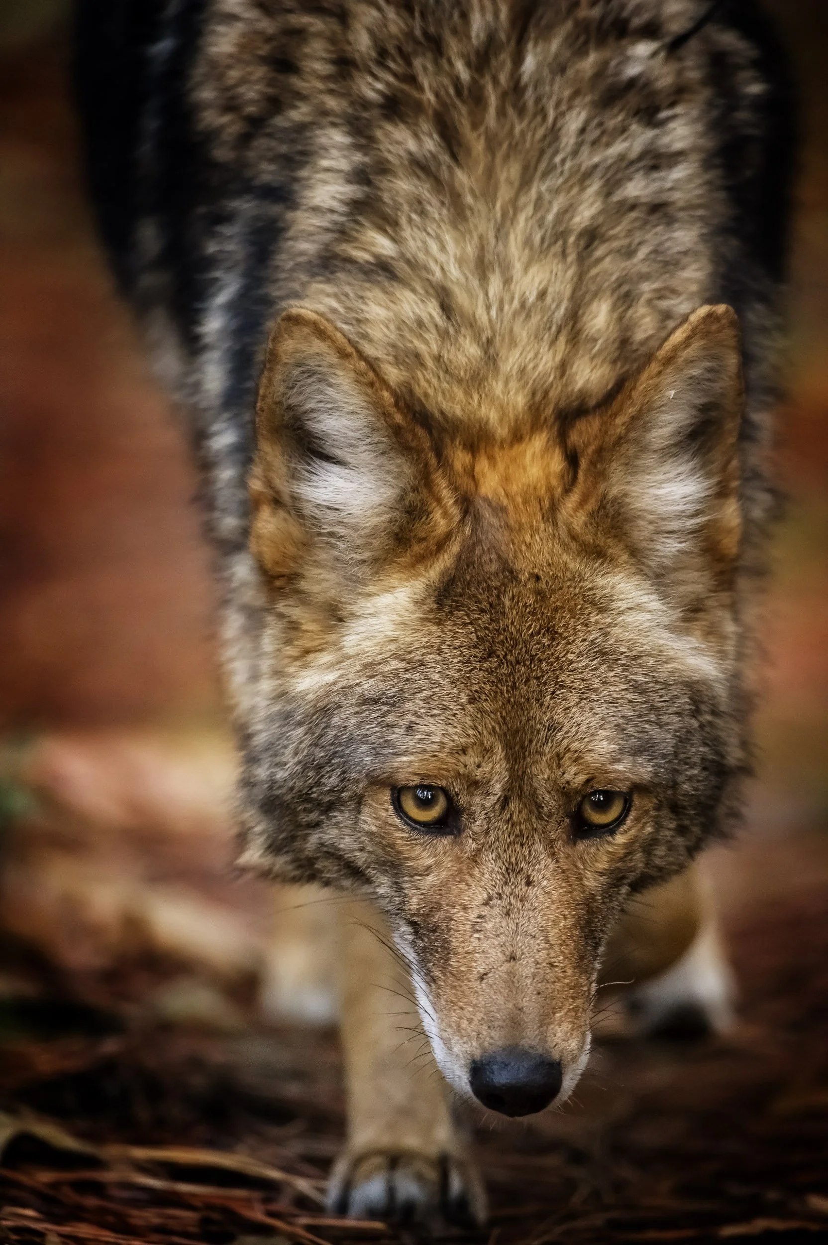 Coyote_7319-Edit.jpg