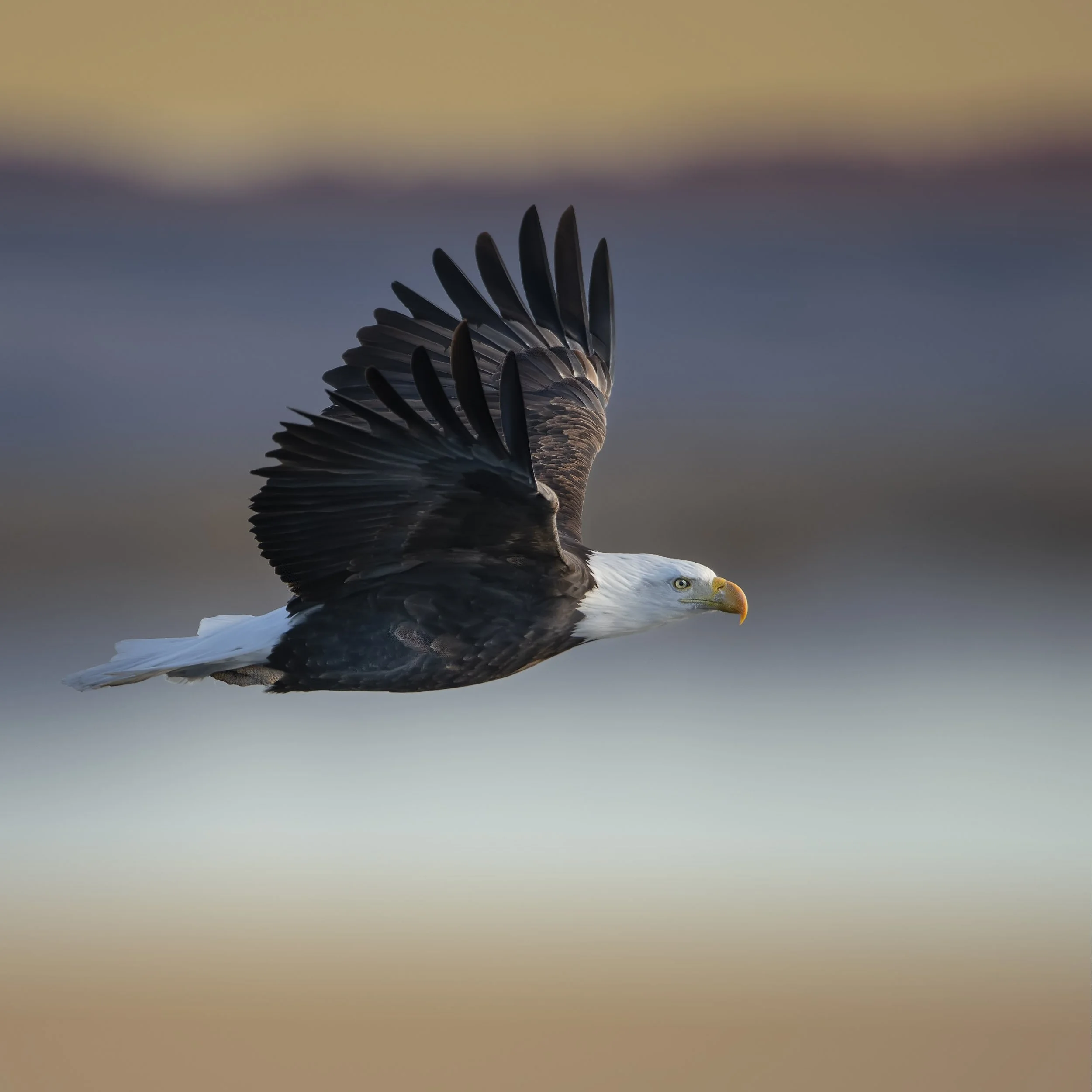Eagle_4320B-Edit-Edit.jpg